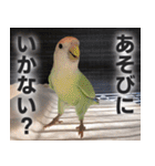 すぺしゃるとりずらいふ（個別スタンプ：22）