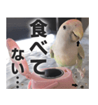 すぺしゃるとりずらいふ（個別スタンプ：30）