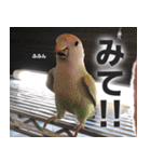 すぺしゃるとりずらいふ（個別スタンプ：31）