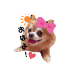 宮立家のペット達✳♥（個別スタンプ：1）