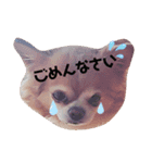 宮立家のペット達✳♥（個別スタンプ：2）