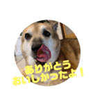 ナッツ スタンプ⑩（個別スタンプ：2）