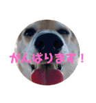 ナッツ スタンプ⑩（個別スタンプ：6）