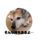 ナッツ スタンプ⑩（個別スタンプ：9）