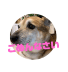 ナッツ スタンプ⑩（個別スタンプ：11）