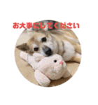 ナッツ スタンプ⑩（個別スタンプ：13）