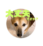 ナッツ スタンプ⑩（個別スタンプ：18）