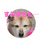 ナッツ スタンプ⑩（個別スタンプ：20）
