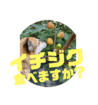 ナッツ スタンプ⑩（個別スタンプ：24）