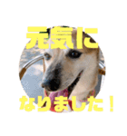 ナッツ スタンプ⑩（個別スタンプ：25）