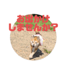 ナッツ スタンプ⑩（個別スタンプ：28）