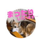 ナッツ スタンプ⑩（個別スタンプ：30）