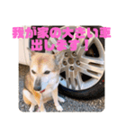 ナッツ スタンプ⑩（個別スタンプ：31）