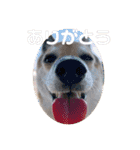 ナッツ スタンプ⑩（個別スタンプ：34）