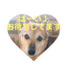 ナッツ スタンプ⑩（個別スタンプ：35）