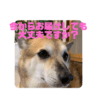 ナッツ スタンプ⑩（個別スタンプ：36）