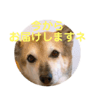 ナッツ スタンプ⑩（個別スタンプ：38）