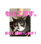 たま＆もふこ（個別スタンプ：4）
