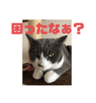 たま＆もふこ（個別スタンプ：6）