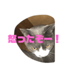 たま＆もふこ（個別スタンプ：7）