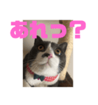 たま＆もふこ（個別スタンプ：8）