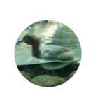 亀 熱帯魚 カエル クラゲ 珊瑚礁 写真 カモ（個別スタンプ：2）