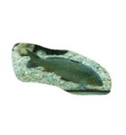 亀 熱帯魚 カエル クラゲ 珊瑚礁 写真 カモ（個別スタンプ：3）