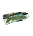 亀 熱帯魚 カエル クラゲ 珊瑚礁 写真 カモ（個別スタンプ：5）