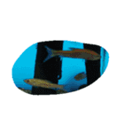 亀 熱帯魚 カエル クラゲ 珊瑚礁 写真 カモ（個別スタンプ：10）