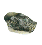 亀 熱帯魚 カエル クラゲ 珊瑚礁 写真 カモ（個別スタンプ：13）