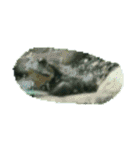 亀 熱帯魚 カエル クラゲ 珊瑚礁 写真 カモ（個別スタンプ：15）