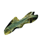 亀 熱帯魚 カエル クラゲ 珊瑚礁 写真 カモ（個別スタンプ：18）