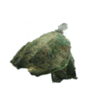 亀 熱帯魚 カエル クラゲ 珊瑚礁 写真 カモ（個別スタンプ：23）