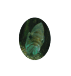 亀 熱帯魚 カエル クラゲ 珊瑚礁 写真 カモ（個別スタンプ：25）