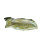 亀 熱帯魚 カエル クラゲ 珊瑚礁 写真 カモ（個別スタンプ：27）