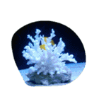 亀 熱帯魚 カエル クラゲ 珊瑚礁 写真 カモ（個別スタンプ：39）
