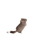 アンゴラチンチラ ちびまるくん（個別スタンプ：8）