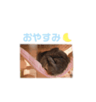 アンゴラチンチラ ちびまるくん（個別スタンプ：24）