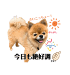 虎太郎4段！（個別スタンプ：6）