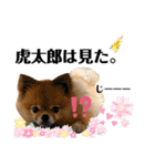 虎太郎4段！（個別スタンプ：8）
