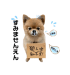 虎太郎4段！（個別スタンプ：10）