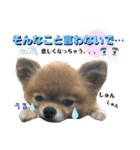 虎太郎4段！（個別スタンプ：20）