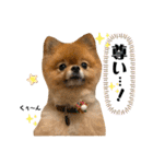 虎太郎4段！（個別スタンプ：27）