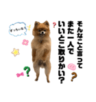 虎太郎4段！（個別スタンプ：28）