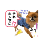 虎太郎4段！（個別スタンプ：31）