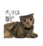 世界で1番可愛い猫とフェレット（個別スタンプ：1）