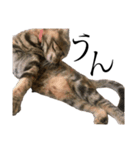 世界で1番可愛い猫とフェレット（個別スタンプ：2）