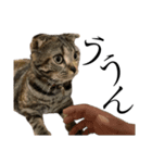 世界で1番可愛い猫とフェレット（個別スタンプ：3）