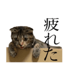 世界で1番可愛い猫とフェレット（個別スタンプ：4）