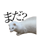 世界で1番可愛い猫とフェレット（個別スタンプ：7）